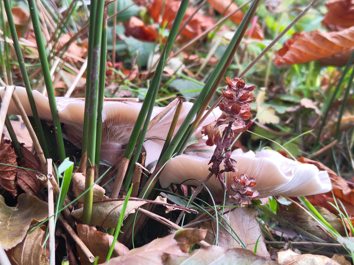 Autumnal forest floor Cooking workshops