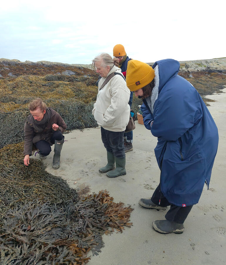 Seaweed foraging Ardskenish beach