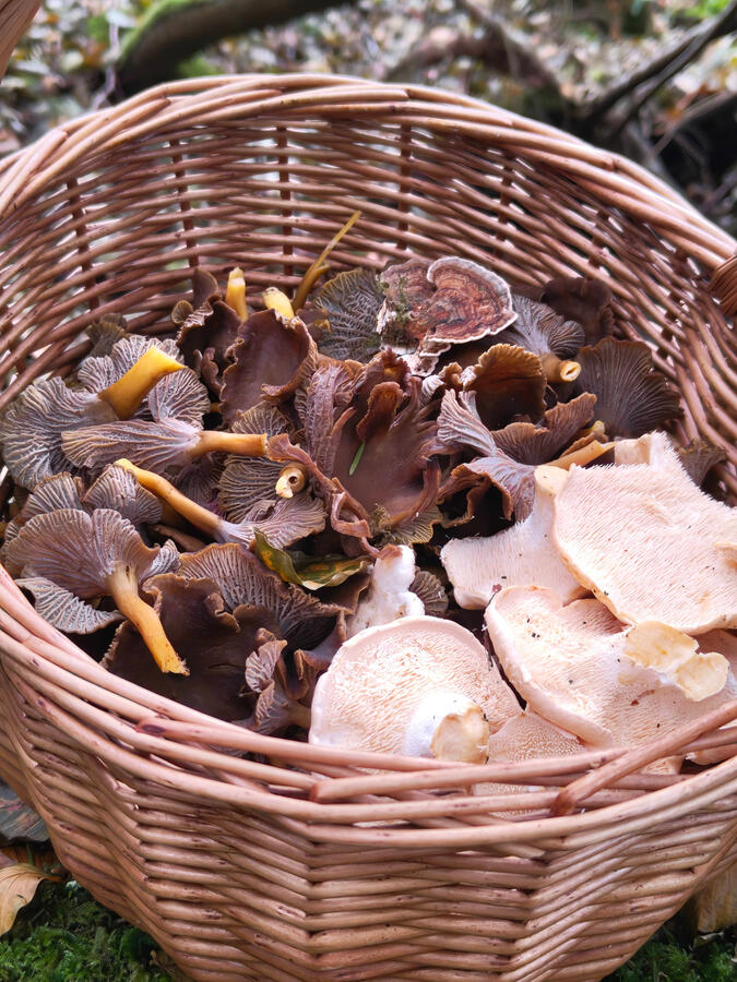 Foraged mushrooms Foraged salad