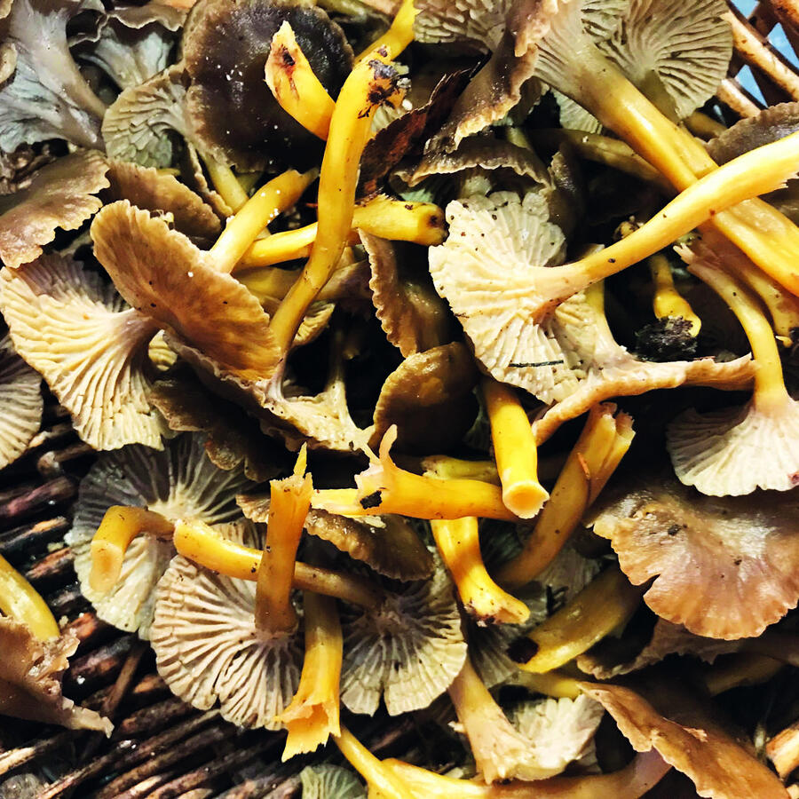 Winter chanterelles Winter chanterelles