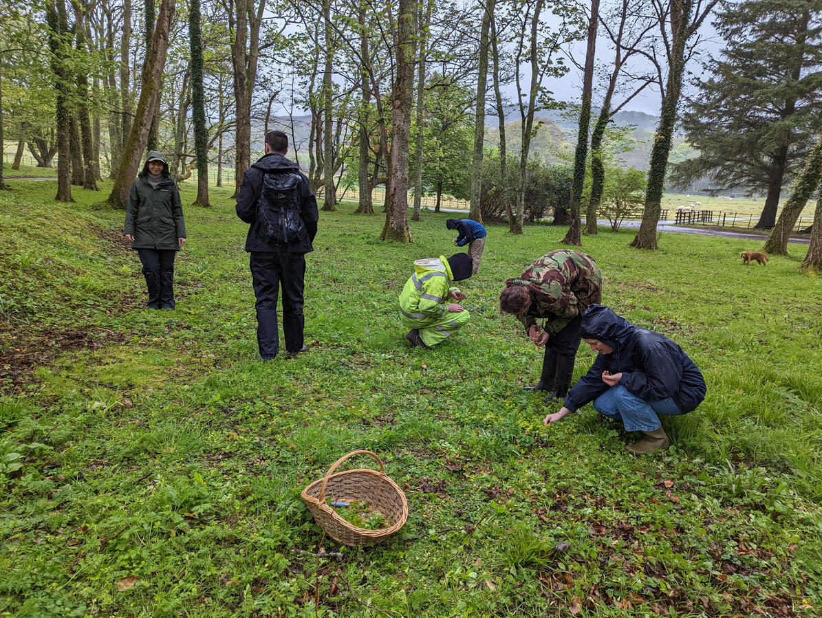 Woodland foraging Riasg Buidhe